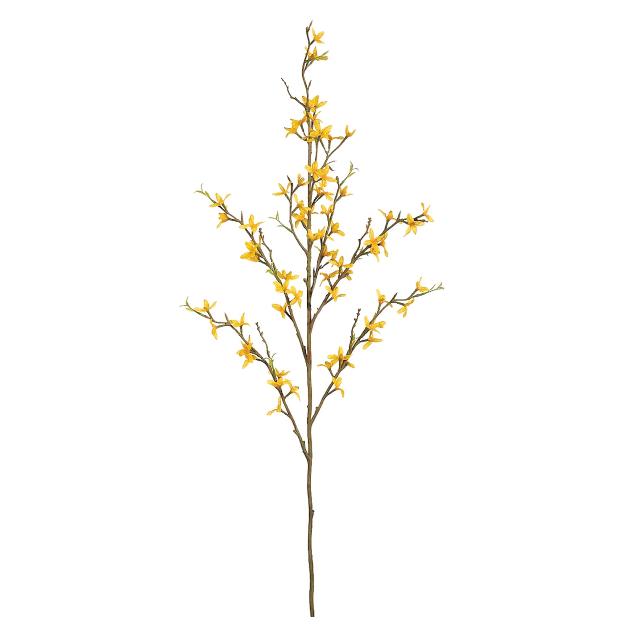 Gold Forsythia Stem